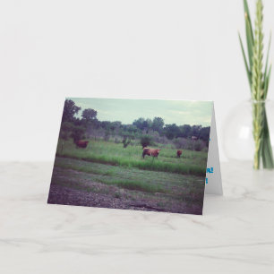 "Herd of Cows" Birthday Card
