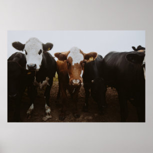HERD OF COWS POSTER