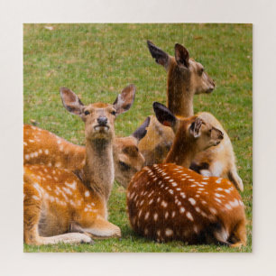 Herd of Deer in the Grass Jigsaw Puzzle