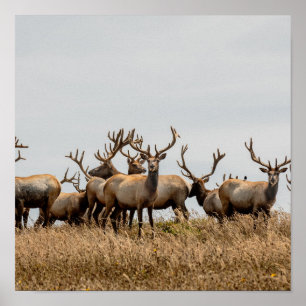 HERD OF DEER POSTER