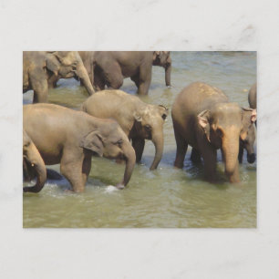 Herd of Elephants Postcard
