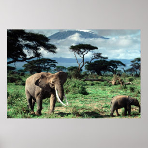 Herd of Elephants poster