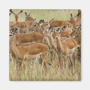 Herd of female Impala, Masai Mara, Kenya. Magnet