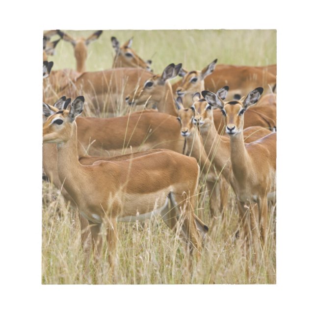 Herd of female Impala, Masai Mara, Kenya. Notepad (Front)