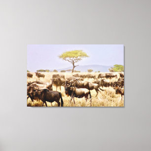 Herd Of GNU Wildbeest Canvas Print