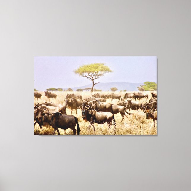 Herd Of GNU Wildbeest Canvas Print (Front)