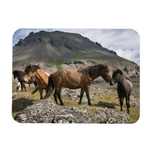 Herd Of Horses, Near Hofn, Iceland Magnet