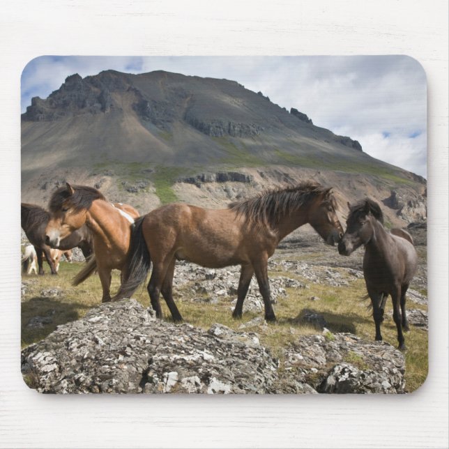 Herd Of Horses, Near Hofn, Iceland Mouse Mat (Front)