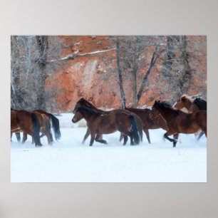 Herd of Horses Running in Snow Poster