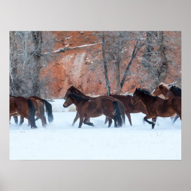 Herd of Horses Running in Snow Poster (Front)