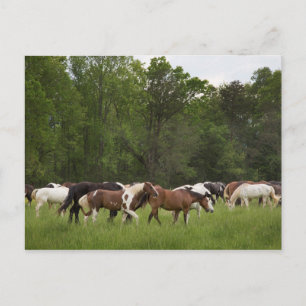 Herd of horses, Tennessee Postcard