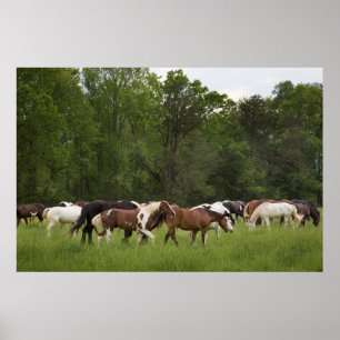Herd of horses, Tennessee Poster