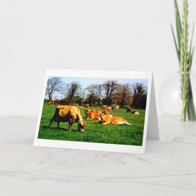 Herd of Jersey cows Card (Front)