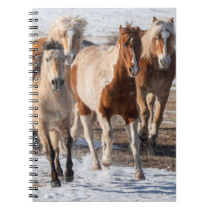 Herd of Mixed Breed Horses Running in the Snow Notebook
