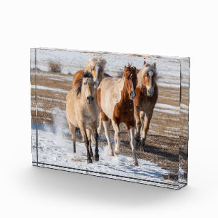 Herd of Mixed Breed Horses Running in the Snow Photo Block