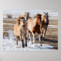 Herd of Mixed Breed Horses Running in the Snow