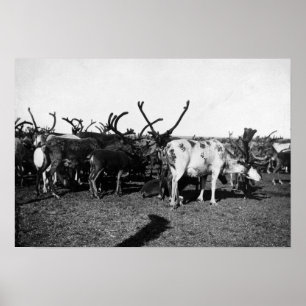 Herd of Reindeer in Alaska Photograph Poster