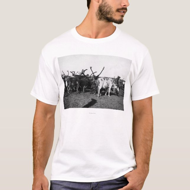 Herd of Reindeer in Alaska Photograph T-Shirt (Front)