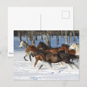 Herd Of Trakehner Horses Running In Snow Postcard