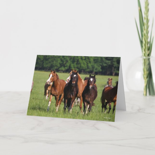 Herd of Welsh Ponies Standing In Field Card (Front)