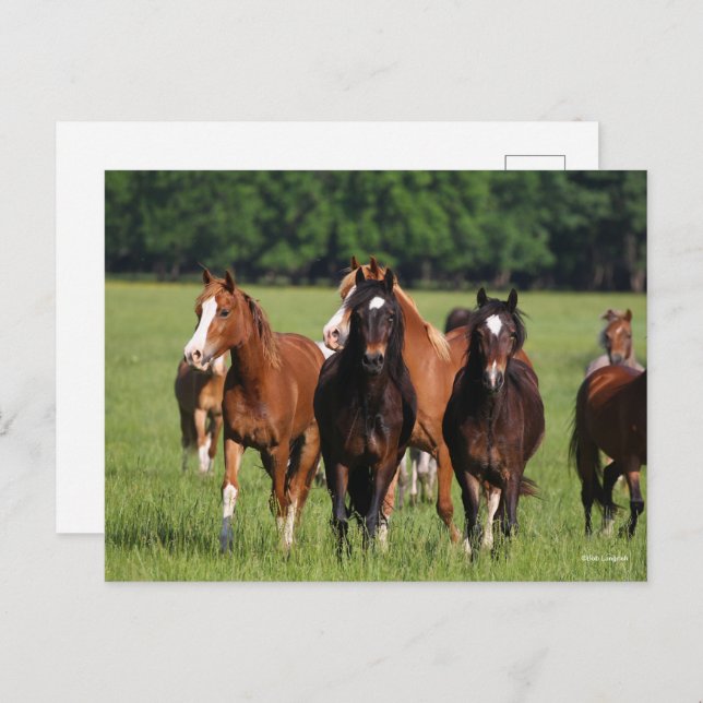 Herd of Welsh Ponies Standing In Field Postcard (Front/Back)