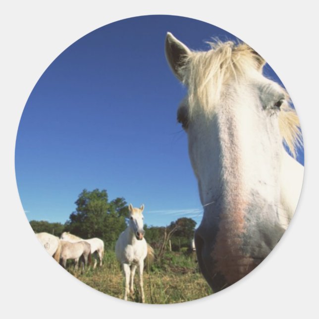 Herd of White Horses Classic Round Sticker (Front)
