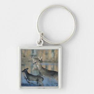 Herd of whitetail deer running through water key ring