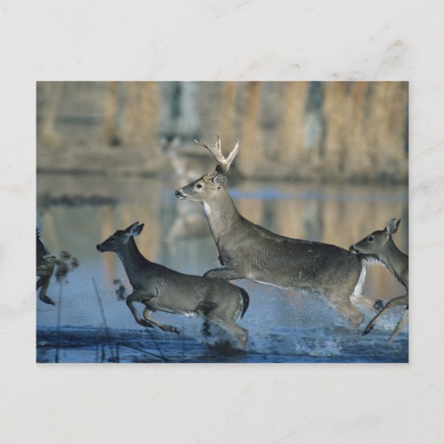Herd of whitetail deer running through water postcard (Front)