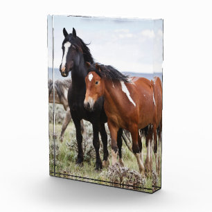 Herd of Wild Horses Photo Block