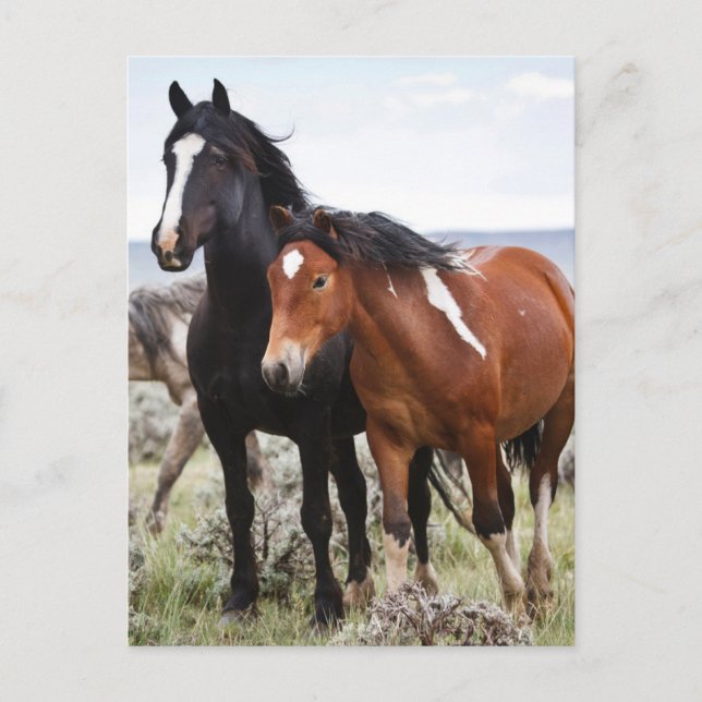 Herd of Wild Horses Postcard (Front)