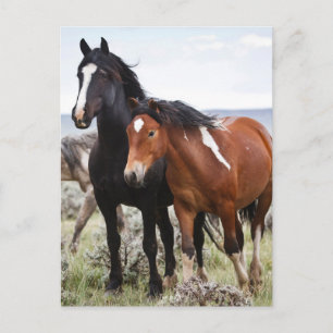 Herd of Wild Horses Postcard