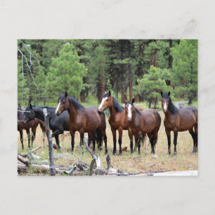 Herd of wild horses postcard