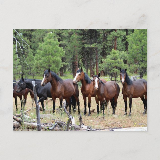 Herd of wild horses postcard (Front)