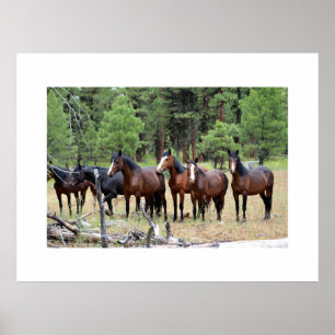 Herd of wild horses poster