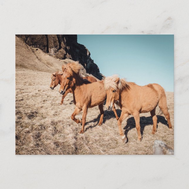 Herd of wild Ponies Postcard (Front)