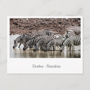 Herd of Zebra by Waterhole in Etosha, Namibia Postcard