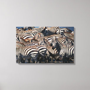 Herd of zebras 2 canvas print
