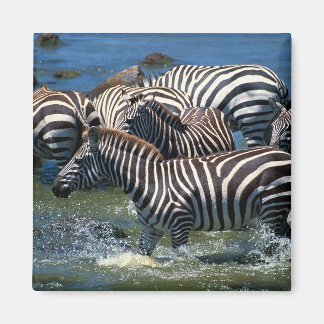 Herd of zebras 2 magnet (Front)