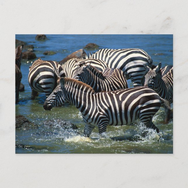 Herd of zebras 2 postcard (Front)
