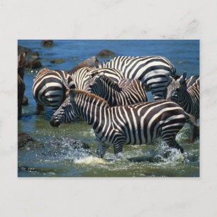 Herd of zebras 2 postcard