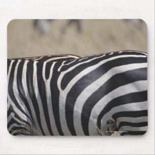 Herd of Zebras grazing, Masai Mara Game Reserve, Mouse Mat