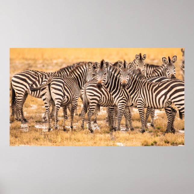 HERD OF ZEBRAS POSTER (Front)