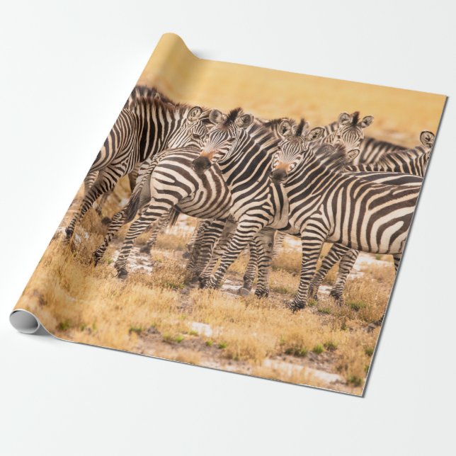HERD OF ZEBRAS WRAPPING PAPER (Unrolled)