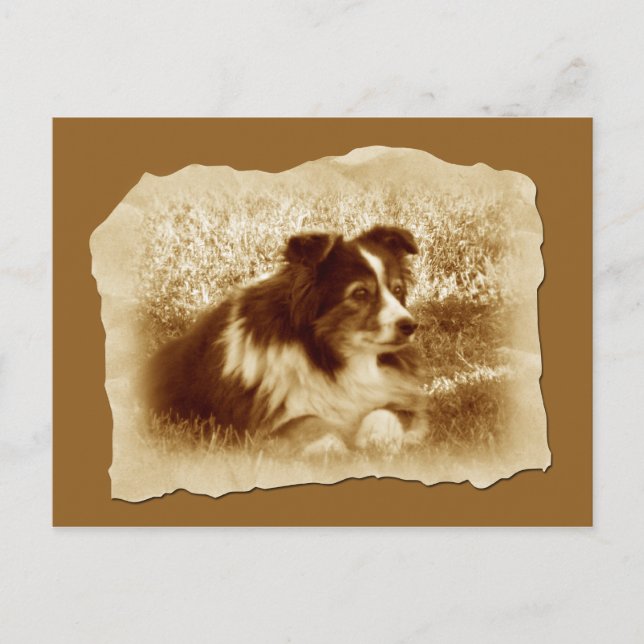 Herding Dog Vintage Sepia Tones Postcard (Front)