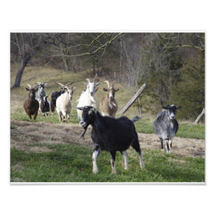 Herding Home Photo Print