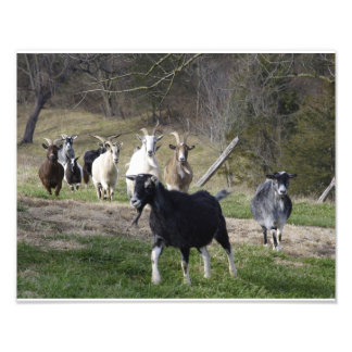 Herding Home Photo Print