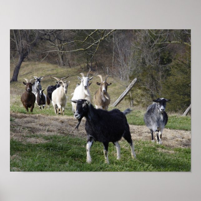 Herding Home poster (Front)