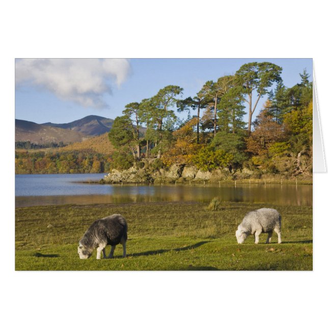Herdwick sheep at Friars Crag, Derwentwater, 2 (Front Horizontal)