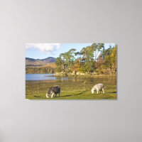 Herdwick sheep at Friars Crag, Derwentwater, 2