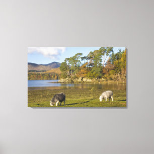 Herdwick sheep at Friars Crag, Derwentwater, 2 Canvas Print